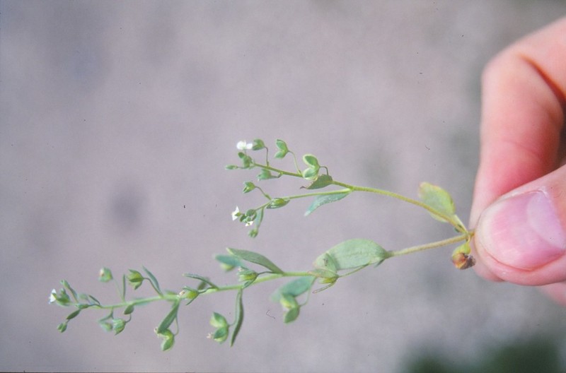 Veronica reuteriana
