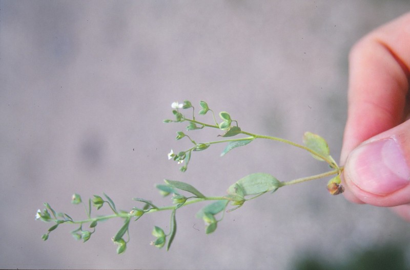 Veronica reuteriana photo 2