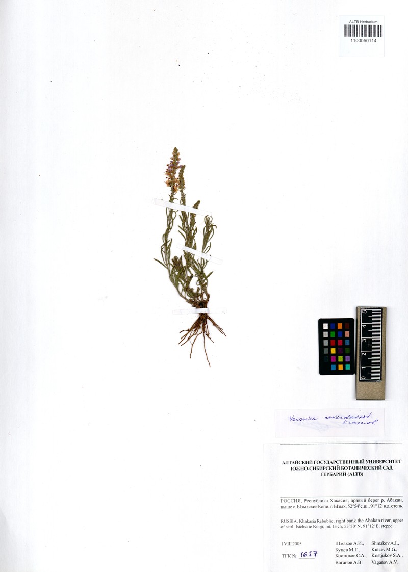 Veronica reverdattoi