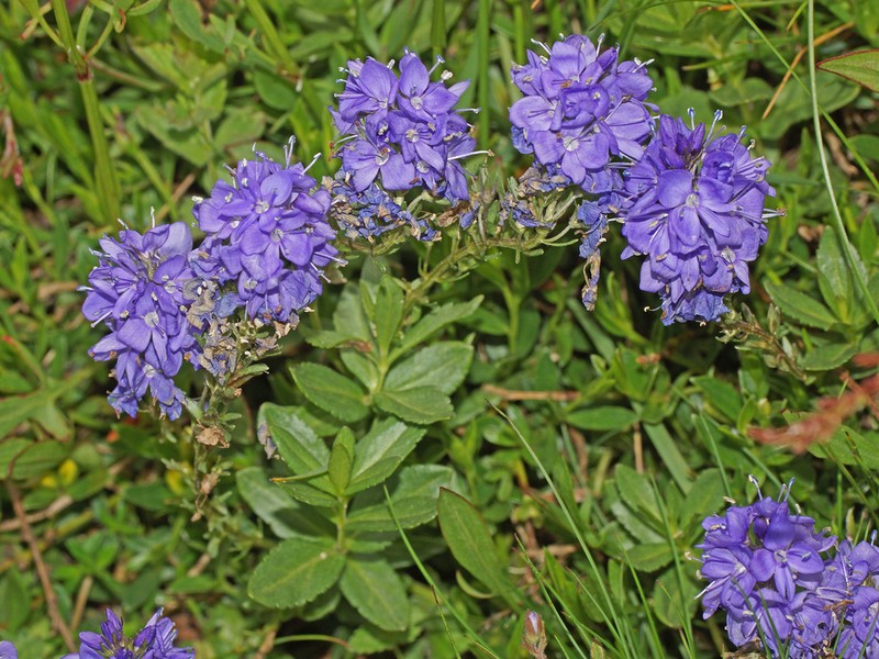 Veronica rhodopea