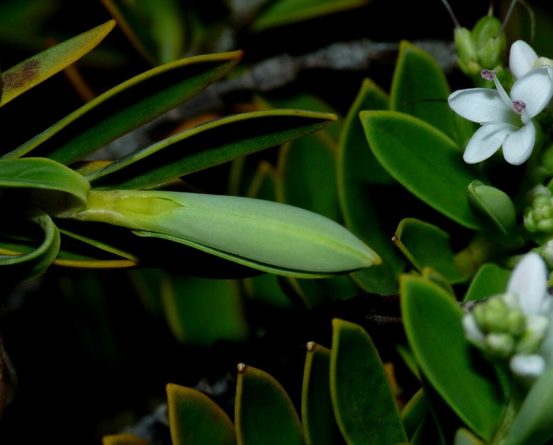 Veronica rigidula
