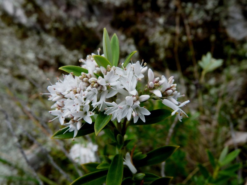 Veronica rigidula photo 2