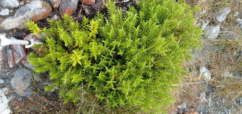 Veronica rigidula photo 3