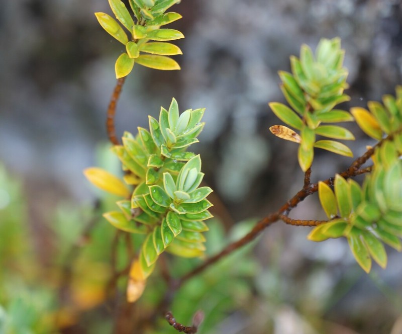 Veronica rigidula photo 4