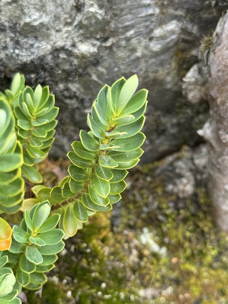 Veronica rigidula photo 5