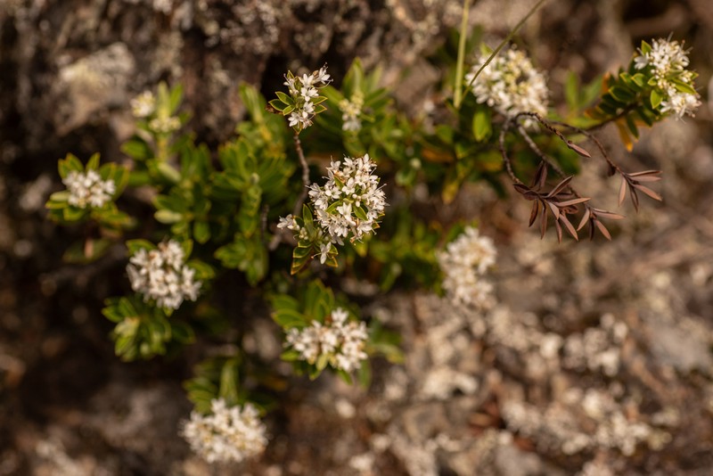 Veronica rigidula photo 6