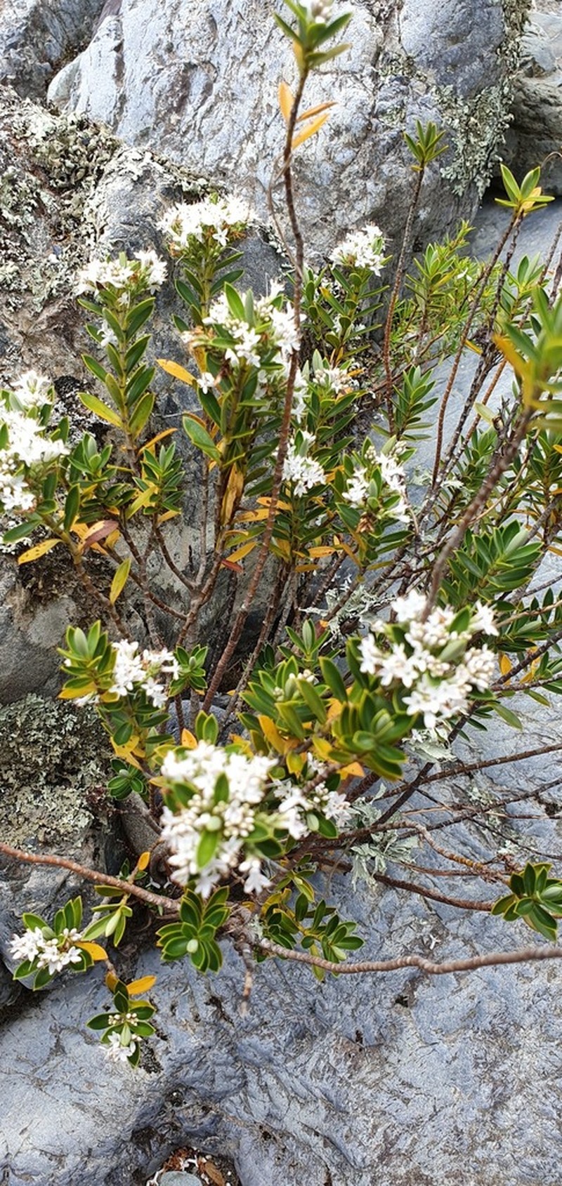 Veronica rigidula photo 8