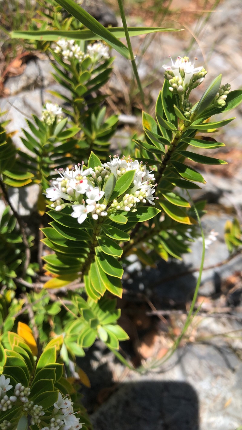 Veronica rigidula var. rigidula