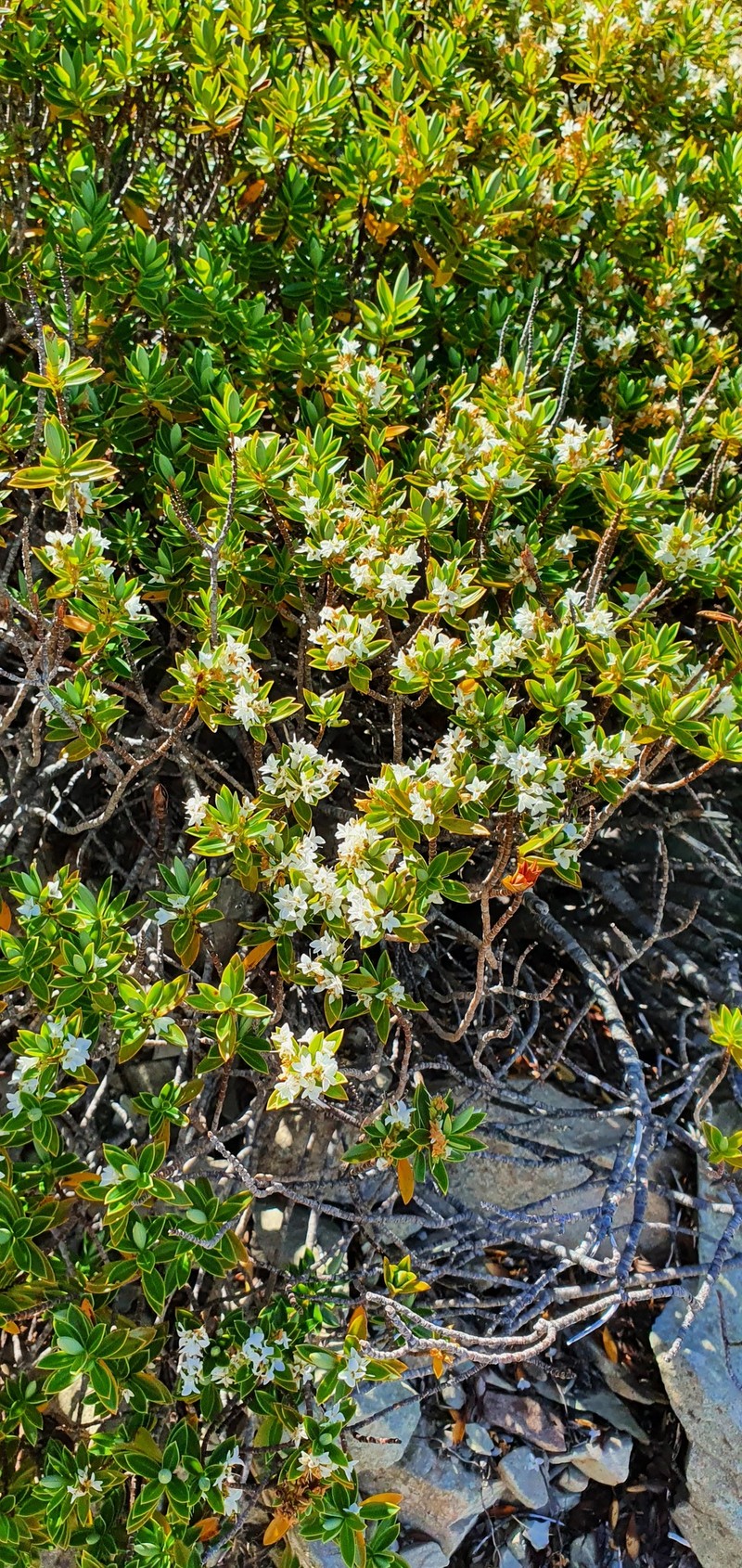 Veronica rigidula var. rigidula photo 3