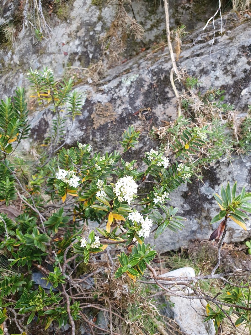 Veronica rigidula var. rigidula photo 4