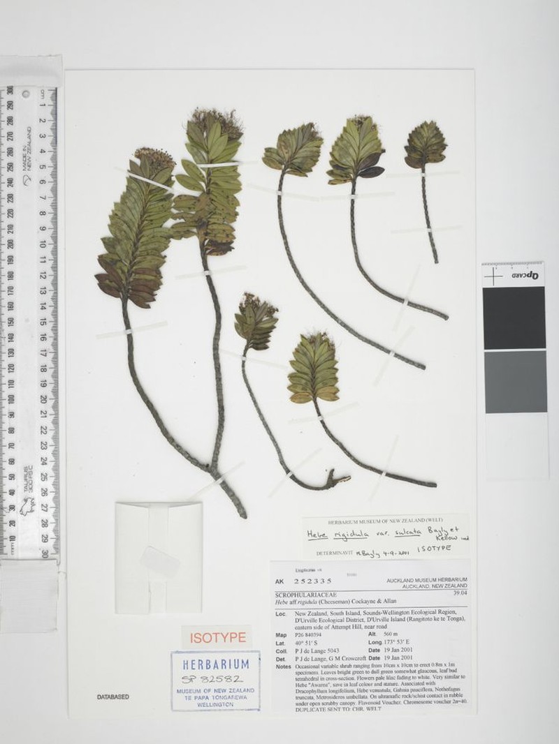 Veronica rigidula var. sulcata photo 2