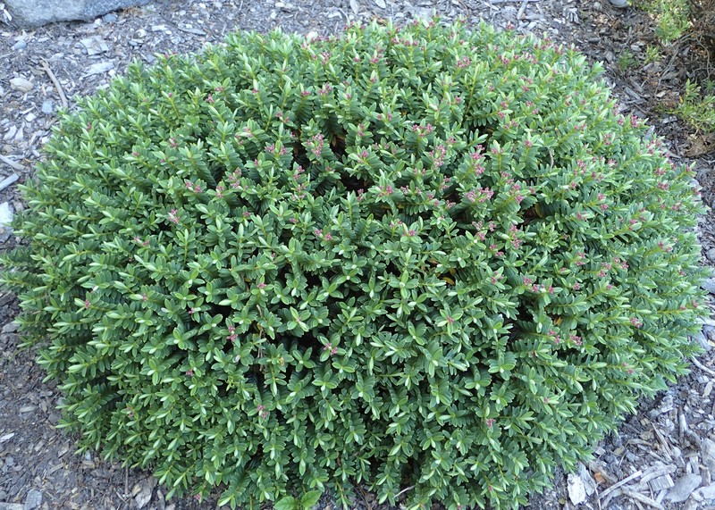 Veronica rigidula var. sulcata