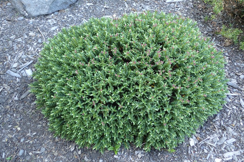 Veronica rigidula var. sulcata photo 3