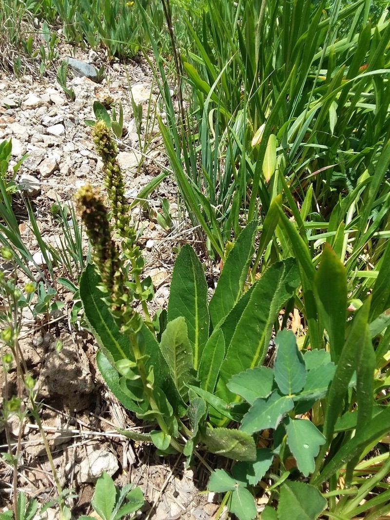 Ritter's Coraldrops photo 2