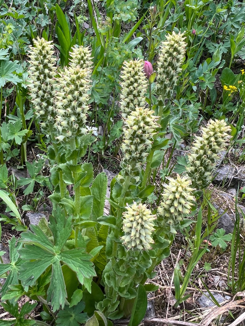 Ritter's Coraldrops photo 3