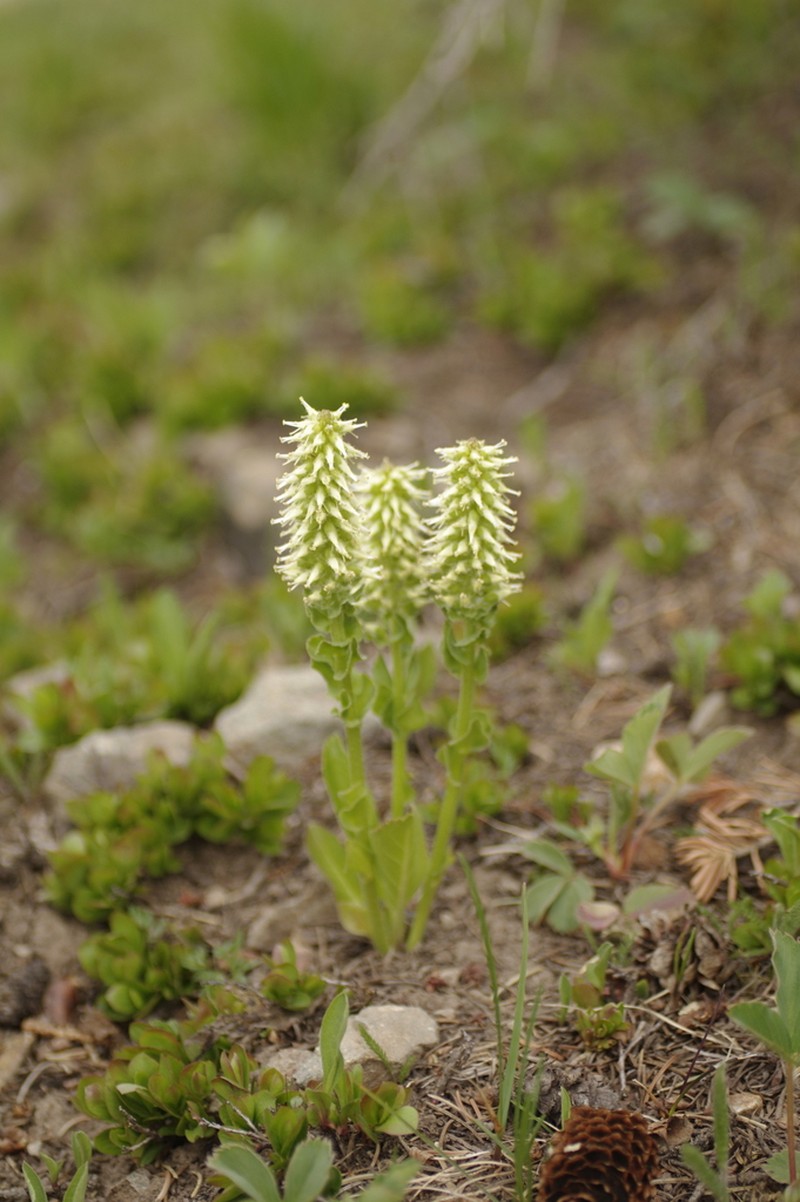 Ritter's Coraldrops photo 4