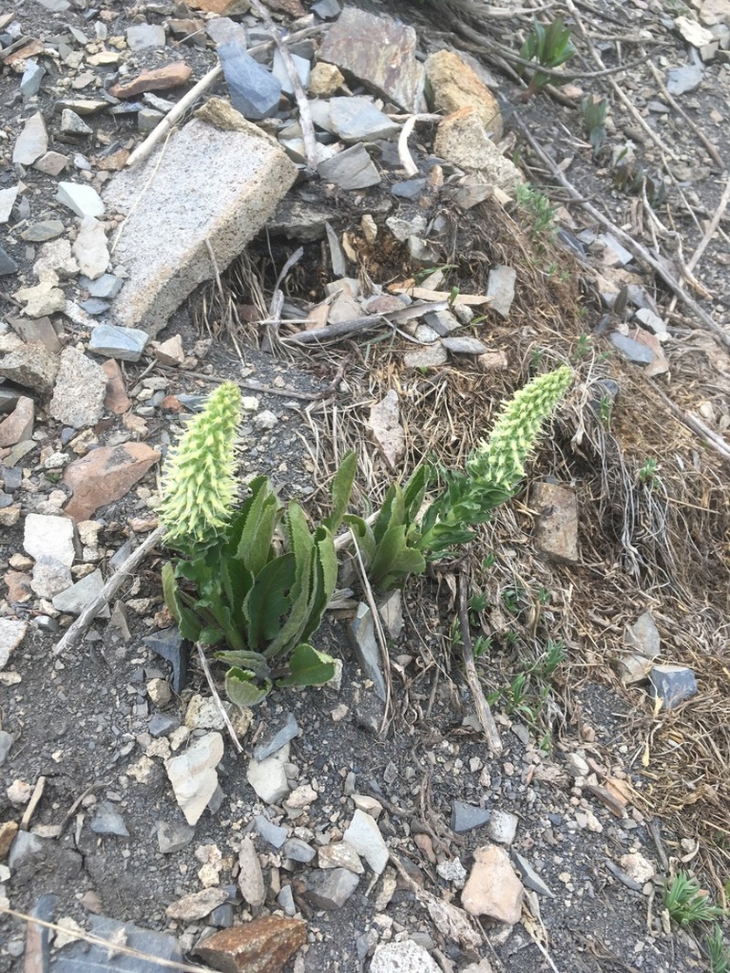 Ritter's Coraldrops photo 6