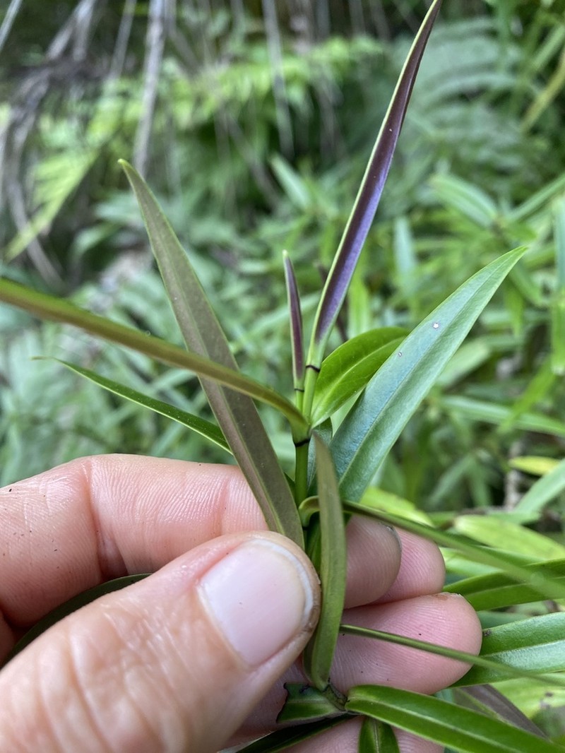 Veronica rivalis