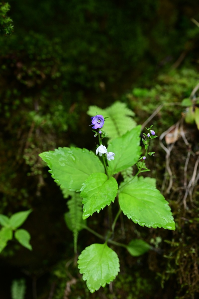 Veronica robusta