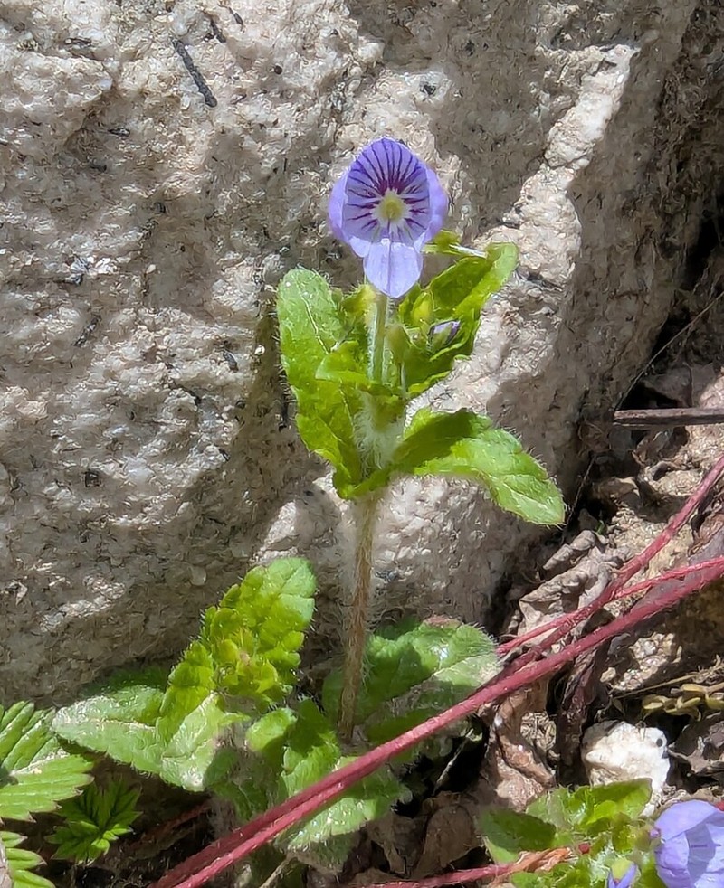 Veronica robusta photo 2