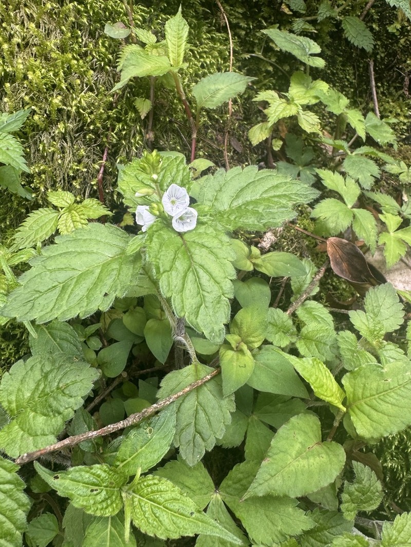 Veronica robusta photo 3