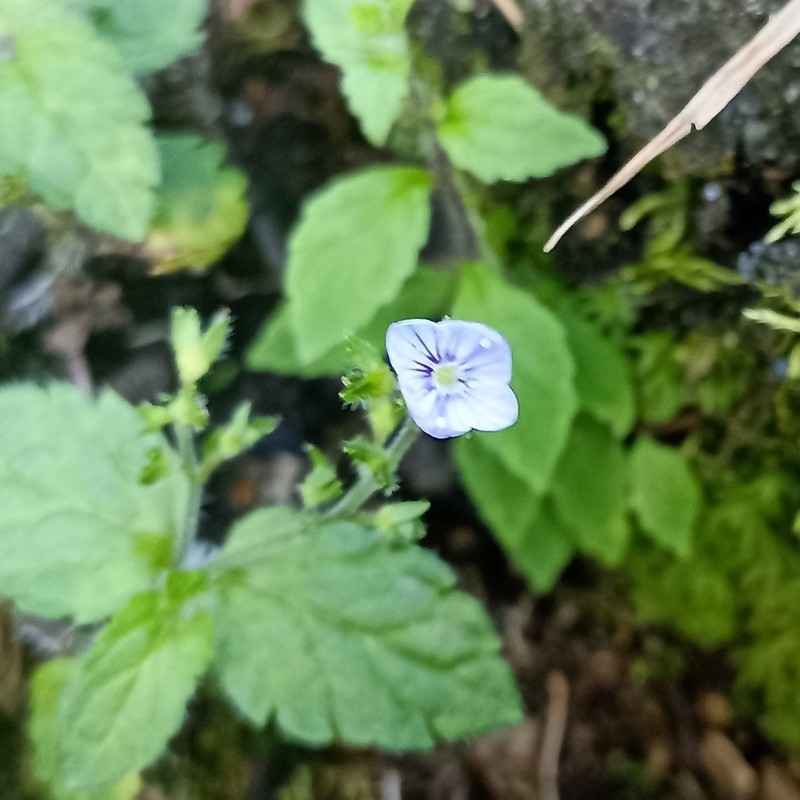 Veronica robusta photo 4