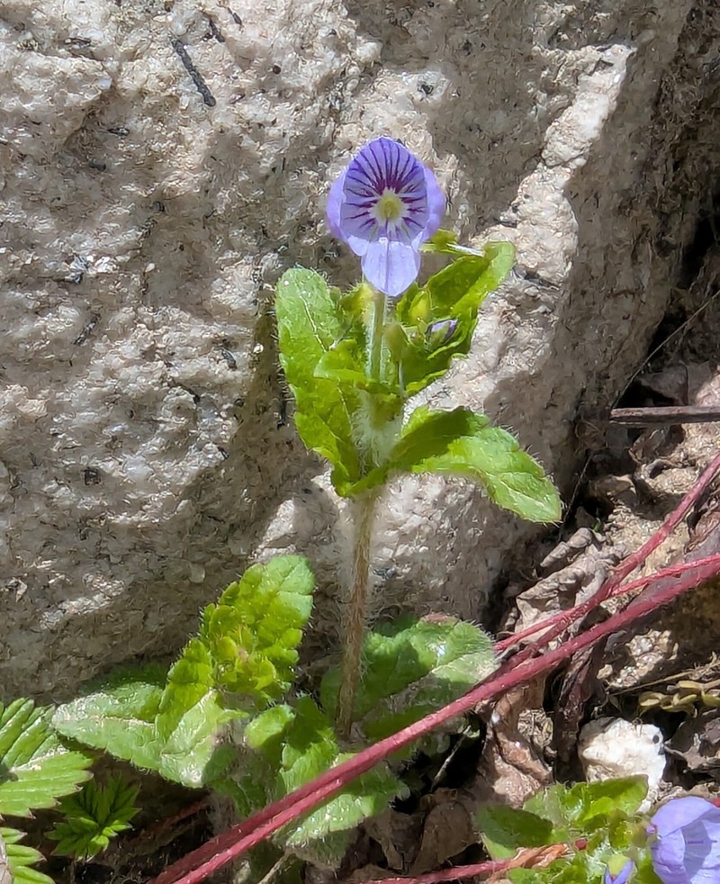 Veronica robusta photo 5