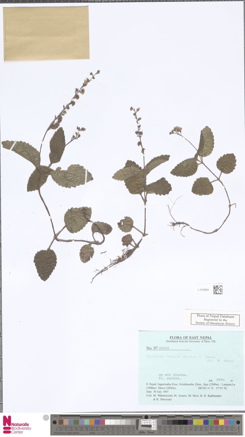 Veronica robusta photo 6