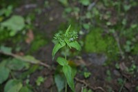 Veronica rockii