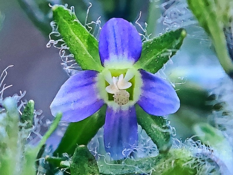 Veronica rockii photo 3