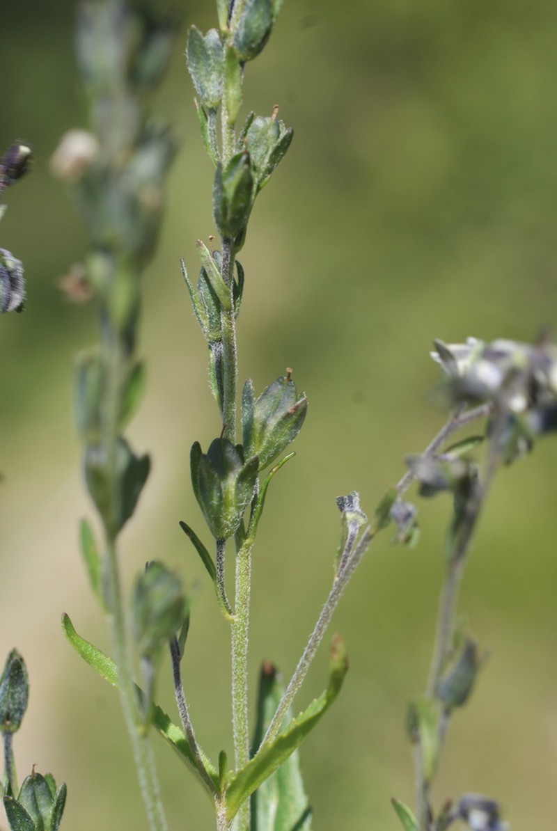 Veronica rockii photo 4