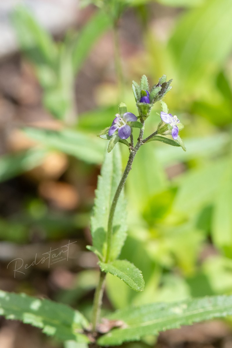 Veronica rockii photo 5
