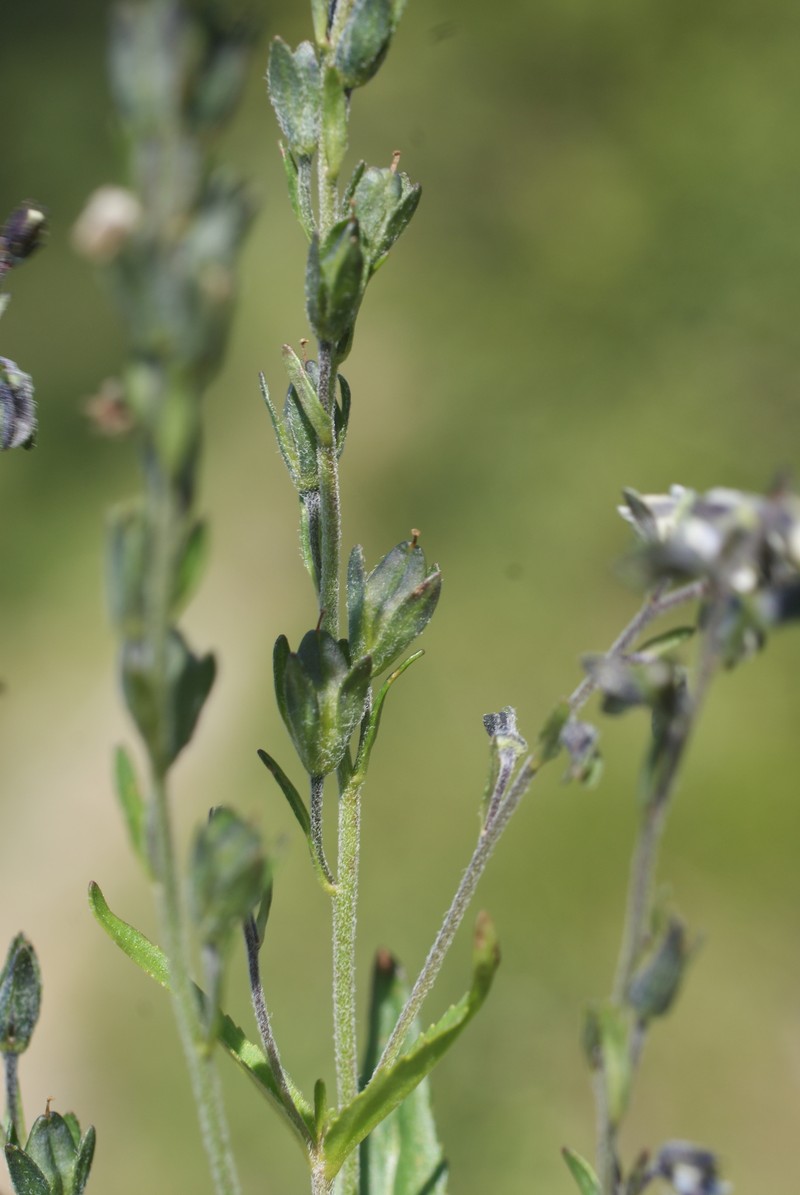 Veronica rockii photo 6