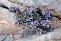 Veronica rosea
