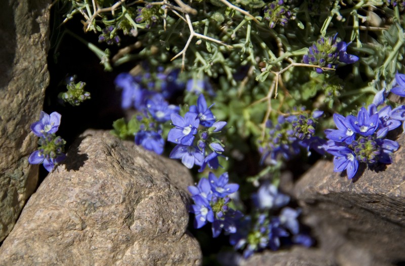 Veronica rosea photo 2