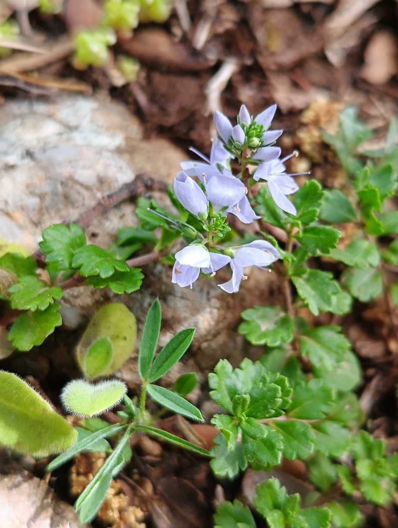 Veronica rosea photo 3
