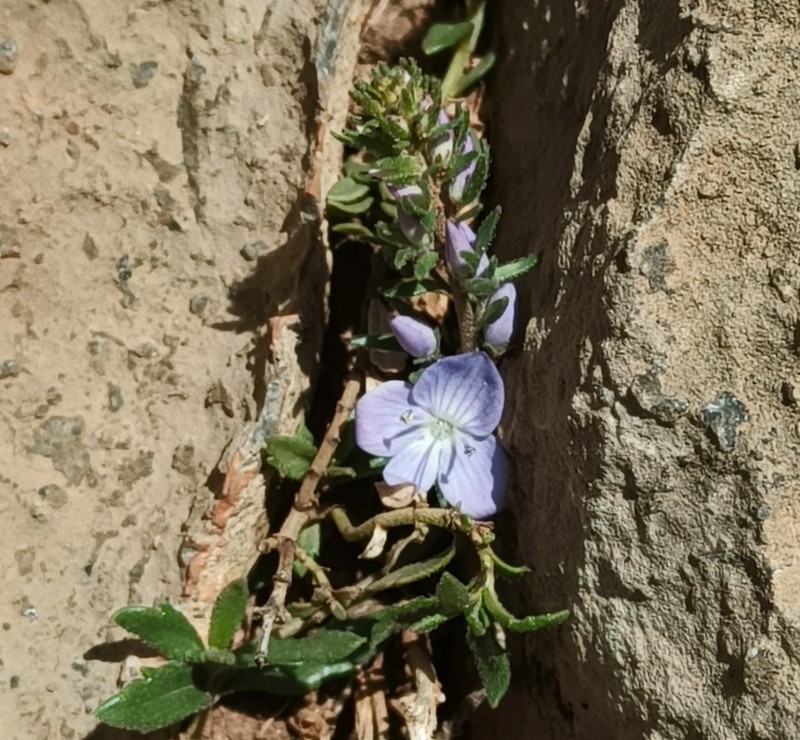 Veronica rosea photo 4