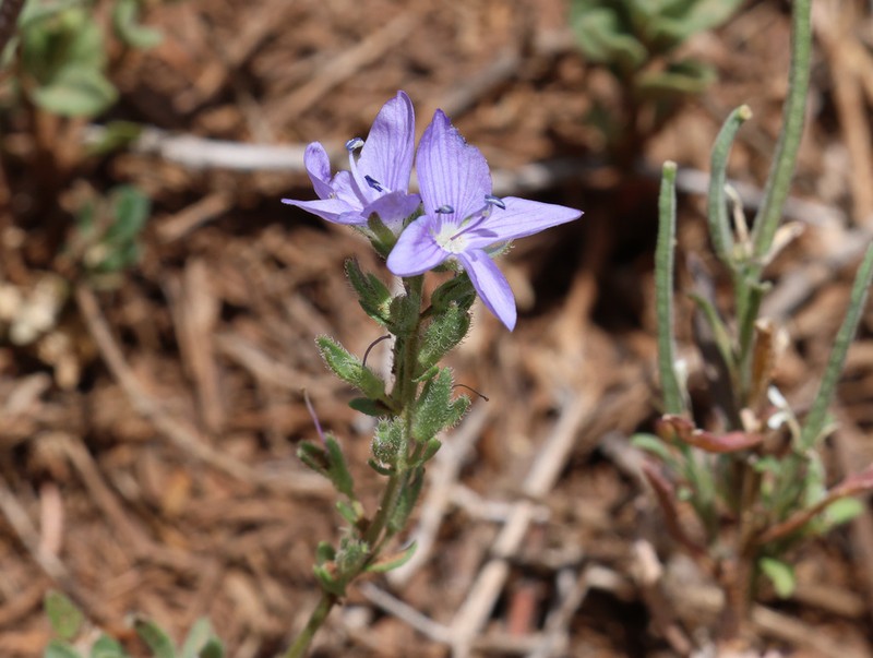 Veronica rosea photo 5