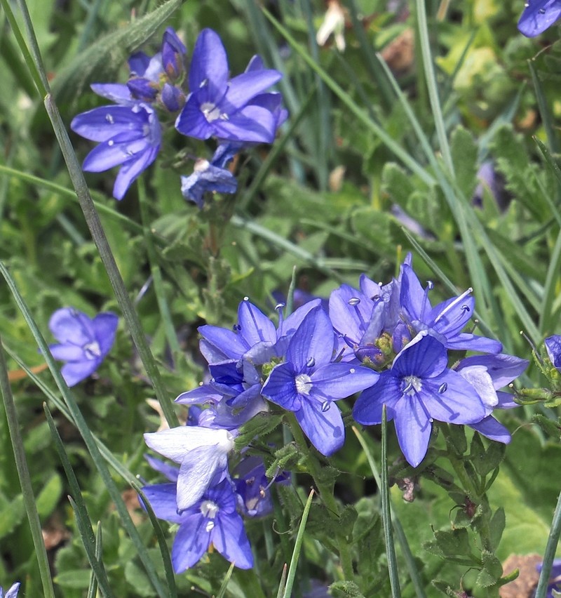 Veronica rosea photo 6