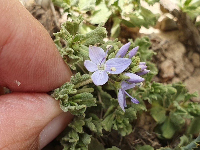 Veronica rosea photo 7