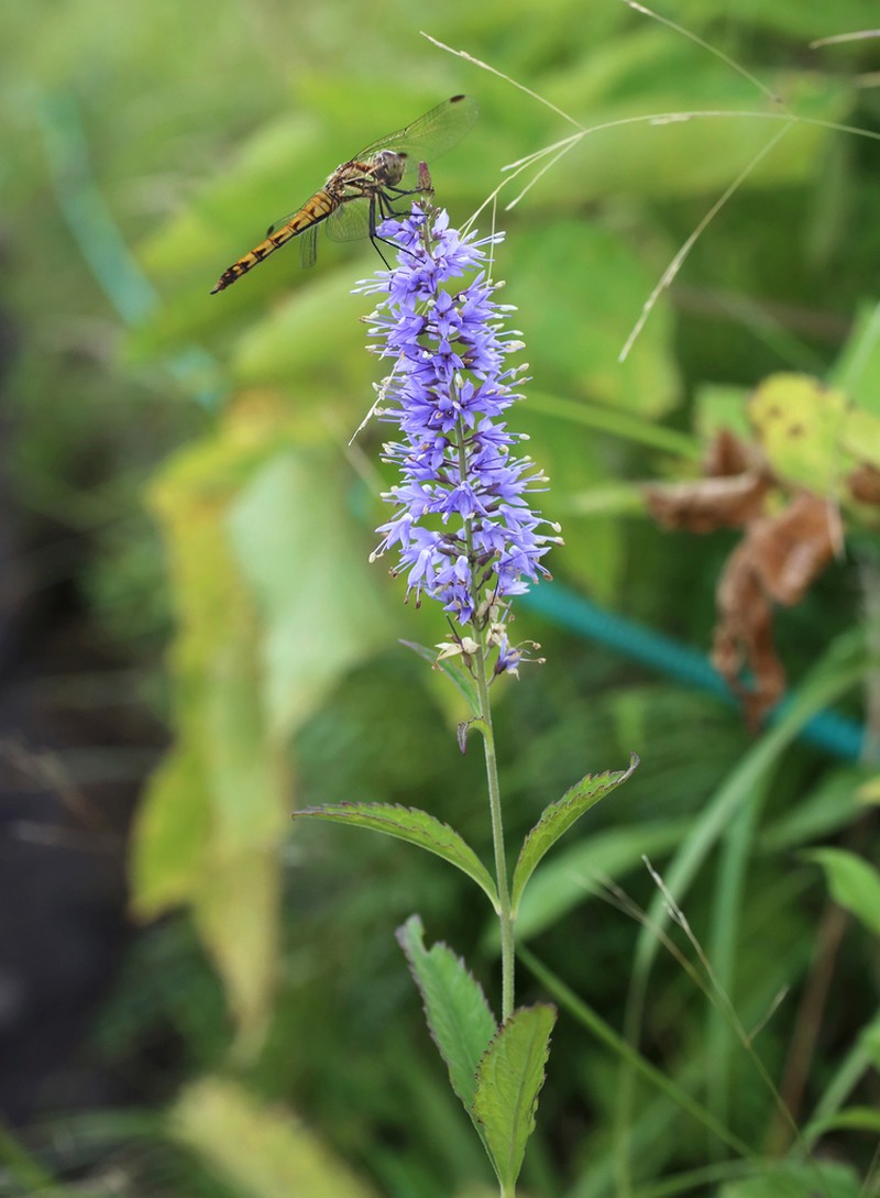 Veronica rotunda