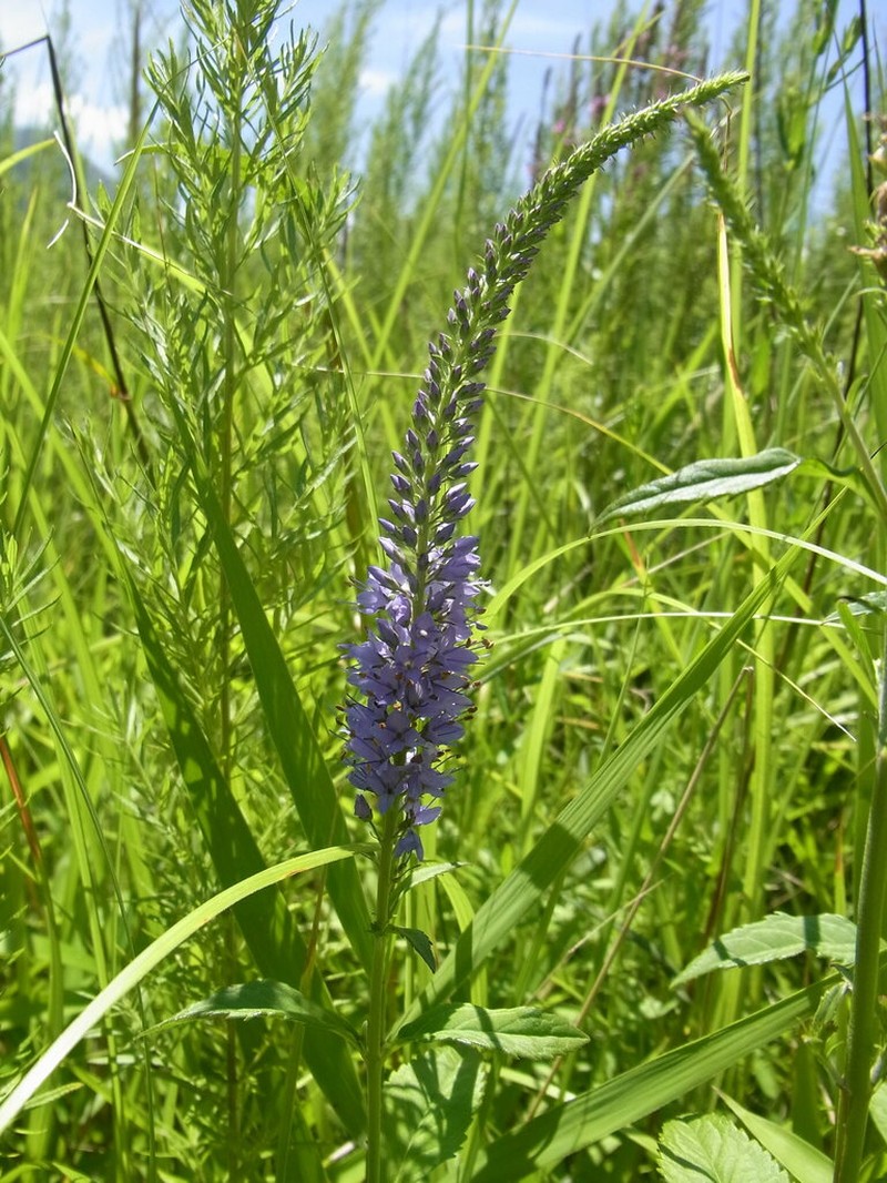 Veronica rotunda photo 6