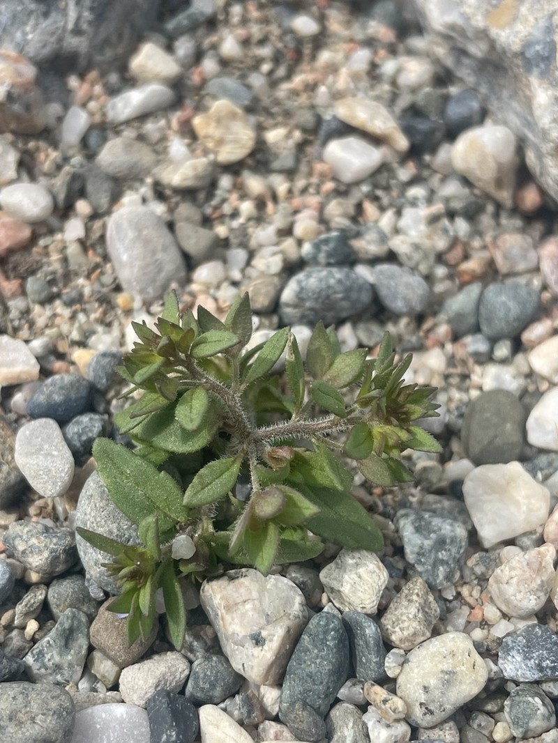 Veronica rubrifolia photo 3