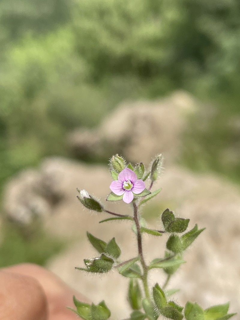 Veronica rubrifolia photo 4