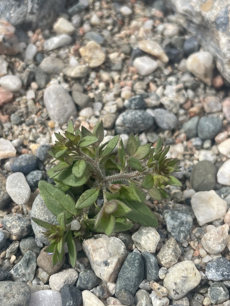 Veronica rubrifolia photo 6