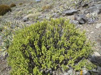 Veronica rupicola