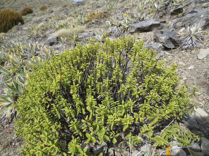 Veronica rupicola
