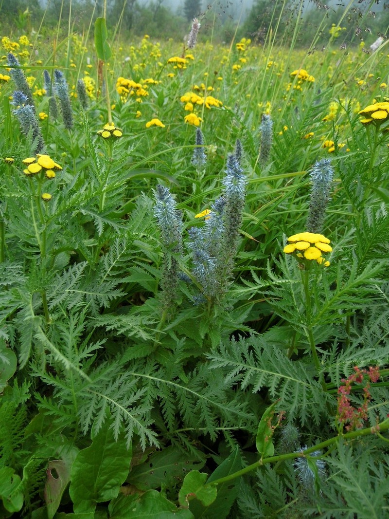 Veronica sajanensis photo 2
