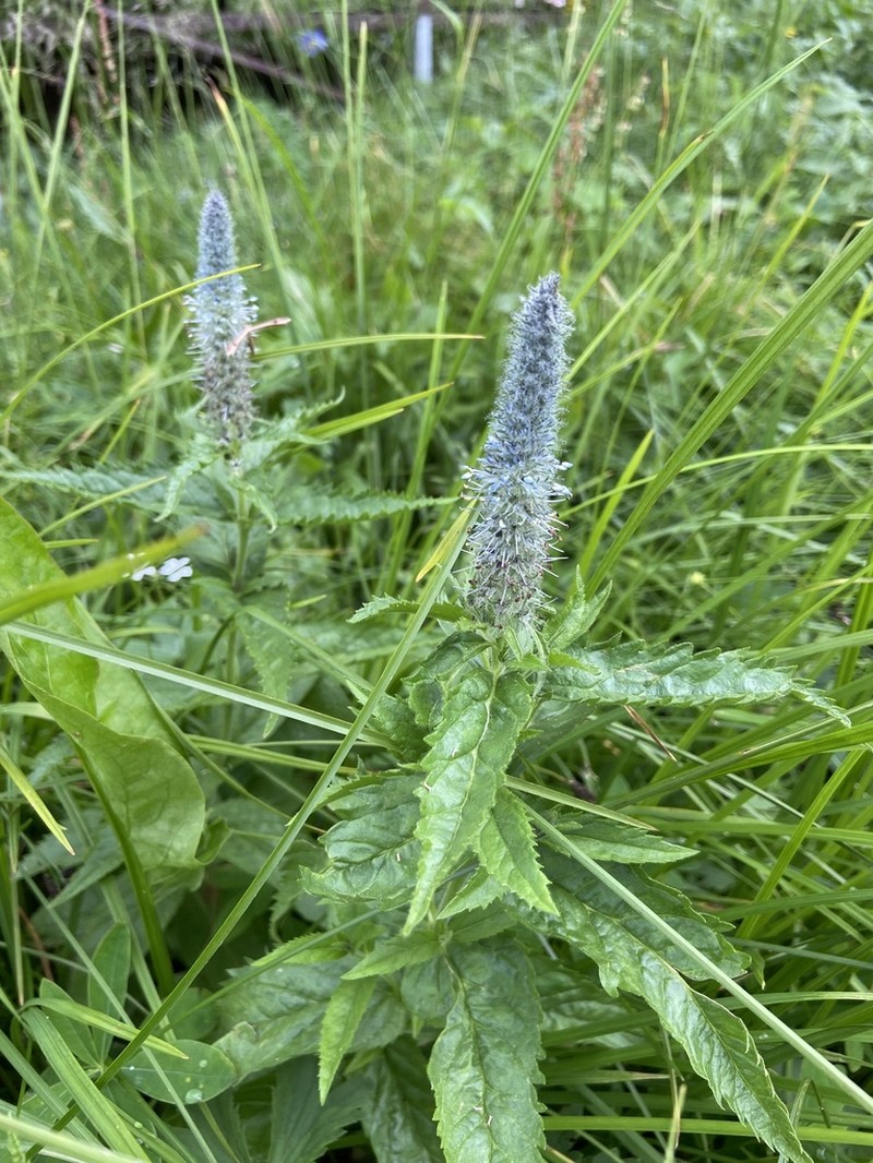 Veronica sajanensis photo 3