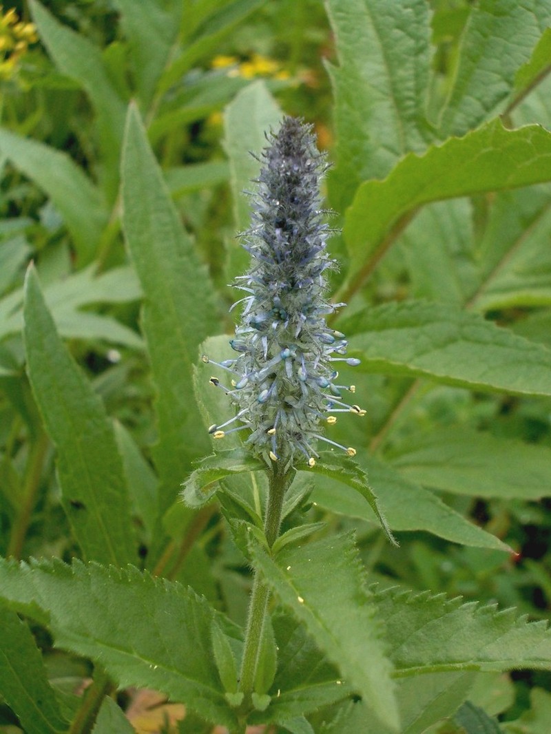 Veronica sajanensis photo 4